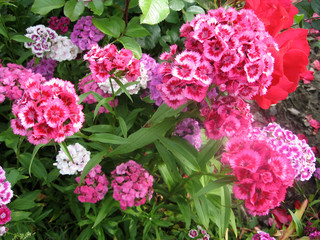 Flower carnation Turkish, Dianthus barbatus, Some blooming Turkish colorful carnations on the blurred background of green leaves, Inflorescence of small carnations growing in the garden