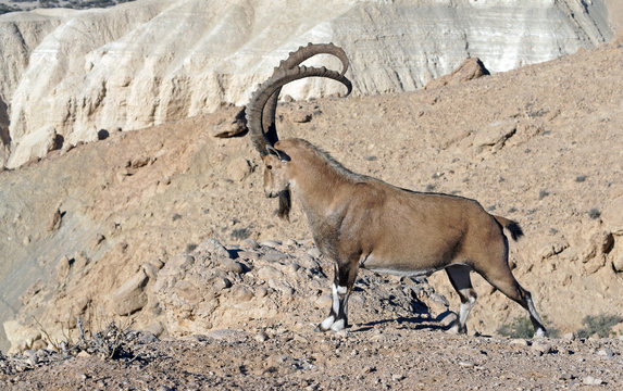 Nubian ibex (Capra nubiana sinaitica) with beautiful horns in Sde Boker. Old male. Negev desert of southern Israel