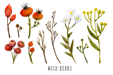 Set of watercolor Wild Herbs