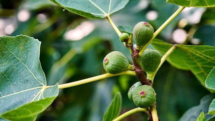 Figs grow on the tree, Summer in Sochi