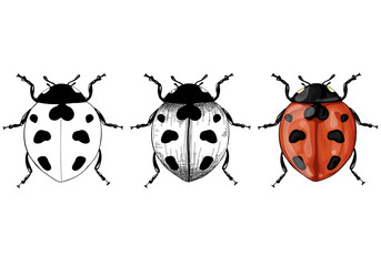 vector illustration with ladybug in style of a contour, sketch and realistic on white background isolated