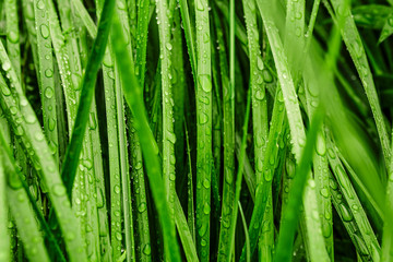 Long green grass covered with rain