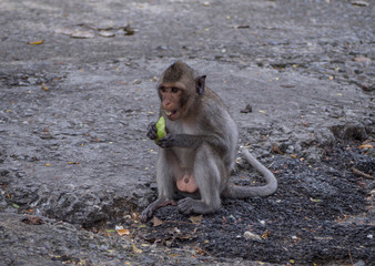 Obraz premium Monkey