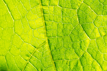 Macro texture of green leaf