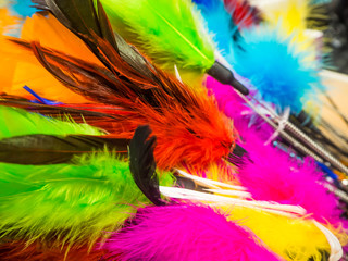 Colorful chicken feathers are the cat playing toy. 