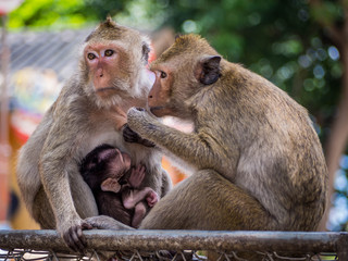 Monkey