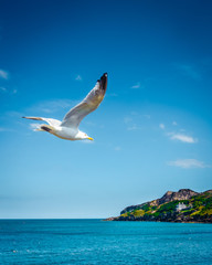 Seagull