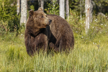 Brown Bear (Ursus arctos), on forest, Finland.