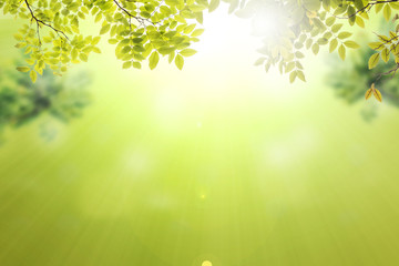 Obraz premium abstract nature green leaf on blurred bokeh background blurred with sunlight