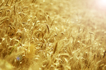 Seasonal harvest of wheat in the fields