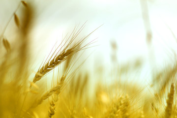 Seasonal harvest of wheat in the fields
