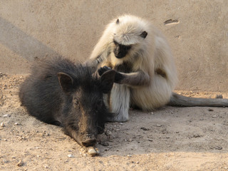 animal love,  monkey grooming a wild boar - 219144937
