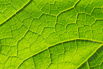 Macro texture of green leaf