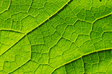 Fototapeta na wymiar Macro texture of green leaf