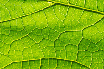 Macro texture of green leaf