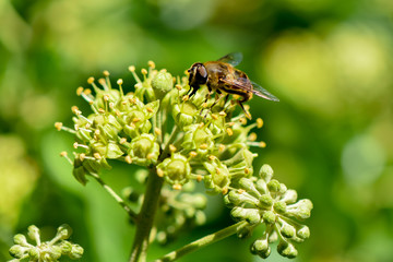 Close up from a hornet mimic hoverfly (Volucella zonaria) on ivy blossoms