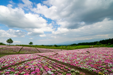 くじゅう花公園　デージー