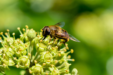 Close up from a hornet mimic hoverfly (Volucella zonaria) on ivy blossoms