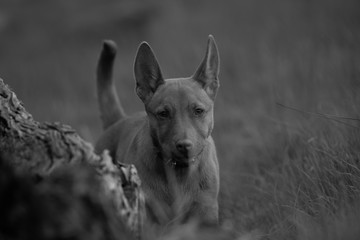 Kelpie farm dogs