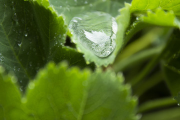 Alchemilla vulgaris with water. Bright, with shallow depth of field.