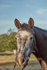Fototapeta premium Beautiful brown horse, close-up of white muzzle, cute look, mane, background of running field, corral, trees