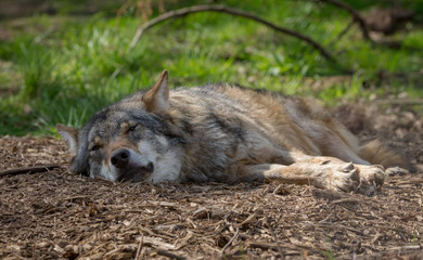 Wolf in forest Germany