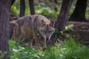 Naklejka na ściany i meble Wolf in forest Germany