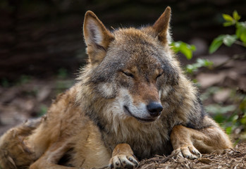 Wolf in forest Germany