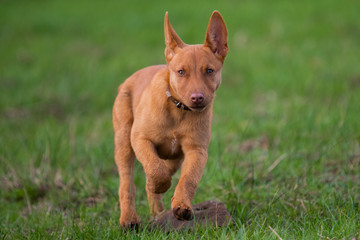 Kelpie farm dogs