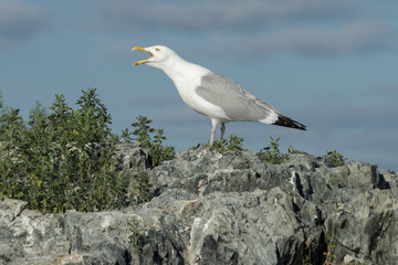 Seagull calling at coast, Lake of The Woods, Ontario, Canada