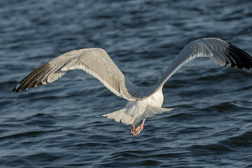 Fototapeta na wymiar Seagull flying over a lake, Kenora, Lake of The Woods, Ontario, Canada