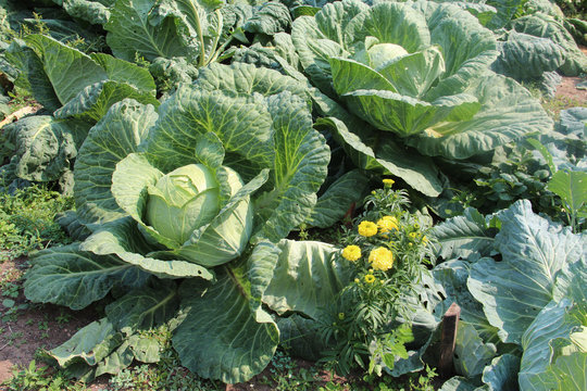 white cabbage. Cabbage variety "Moscowskaya". Photo without treatment