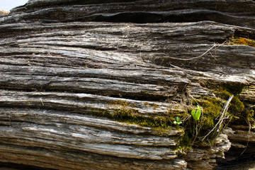 Mossy Green Grey and White Driftwood Natural Nautical Summer Beach Rustic Nature Background Graphic  © Kelsey