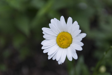 Close-up of a Daisy flower, Lake of The Woods, Ontario, Canada