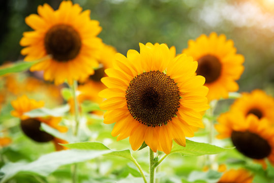 The sunflower in a park,blurry light design background,beauty by nature