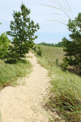 Fototapeta na wymiar Golden White Sand Dune Walking Hiking Path Nature Trail in Summer Between Tall Yellow Brown Grass and Two Young Green Oak Trees
