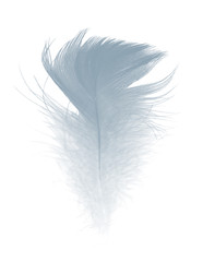 feather on white background 