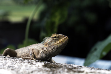 cameleon