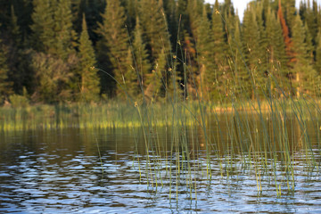 Fototapeta premium Shoreline, Lake of The Woods, Ontario, Canada