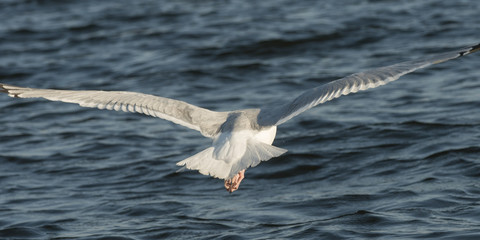 Seagull flying over a lake, Kenora, Lake of The Woods, Ontario, Canada