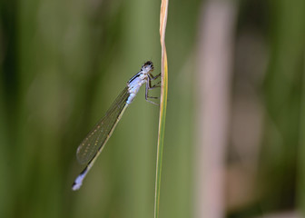 Blue-tailed Damselfly - Ischnura elegans, Crete 