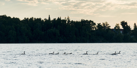 Geese swimming in a lake, Kenora, Lake of The Woods, Ontario, Canada