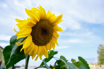 big yellow sunflower against the background of a summer blue sky on a farm