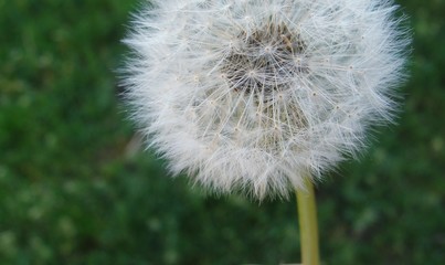 Dandelion © Olga Wardacka