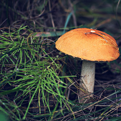 Wild mushroom. Picking mushrooms. Autumn forest.