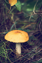 Wild mushroom. Picking mushrooms. Autumn forest.