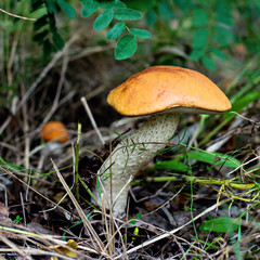 Wild mushroom. Picking mushrooms. Autumn forest.