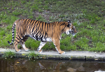 Fototapeta na wymiar The tiger going