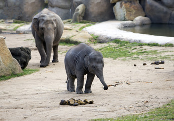 Indian elephant with baby elephant..