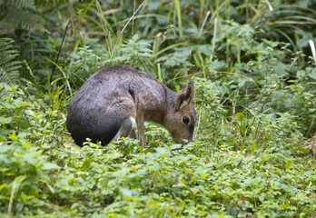 agouti on green grass